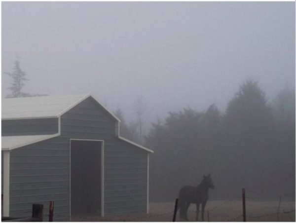 Carolina horse barn